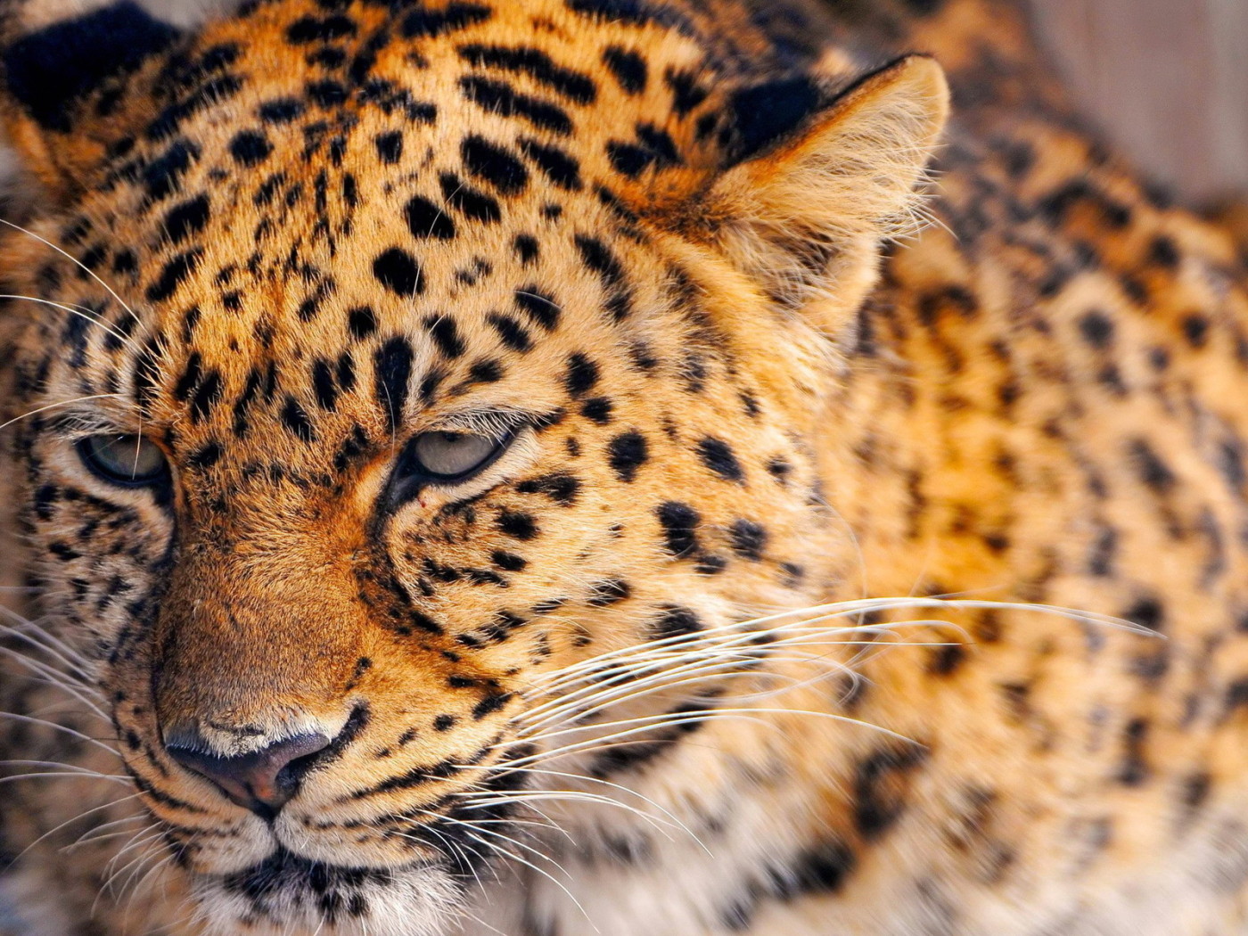 Сердитый леопард