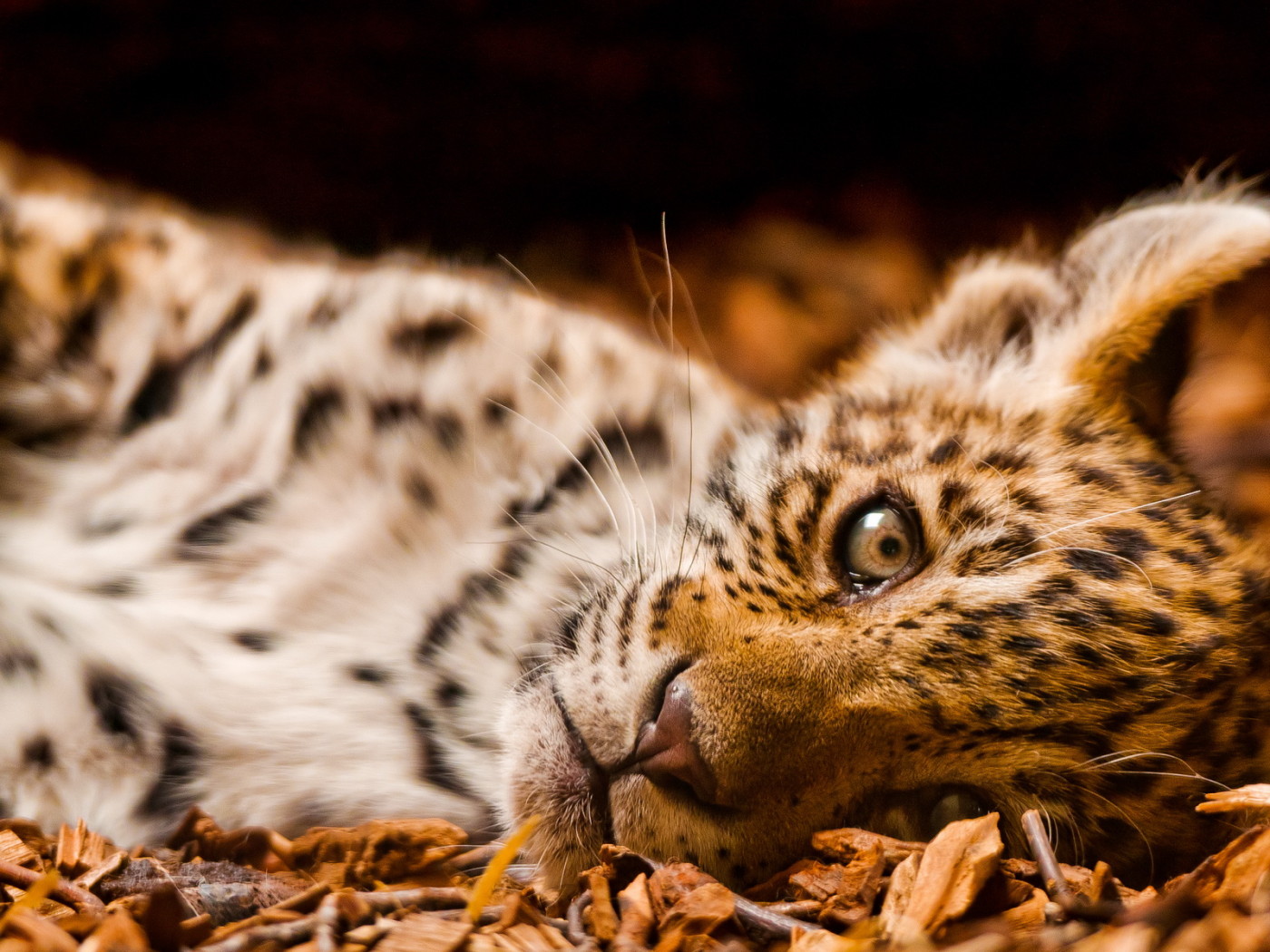 Маленький леопард