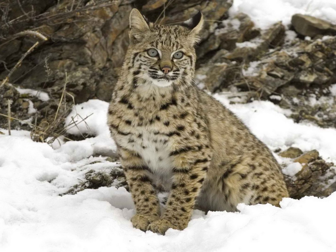 Рысь на снегу