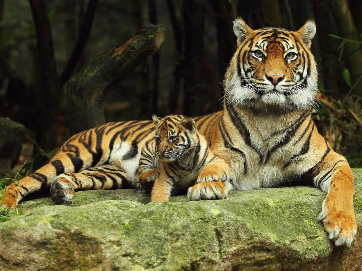 Тигрица с тигренком