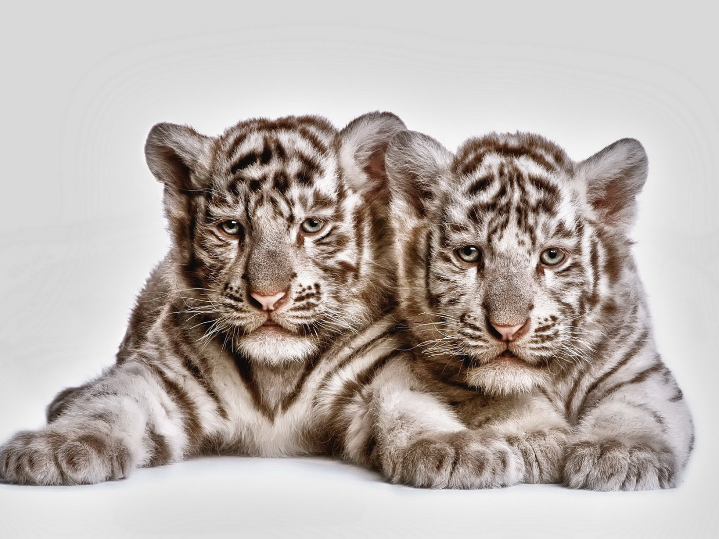 Два тигренка