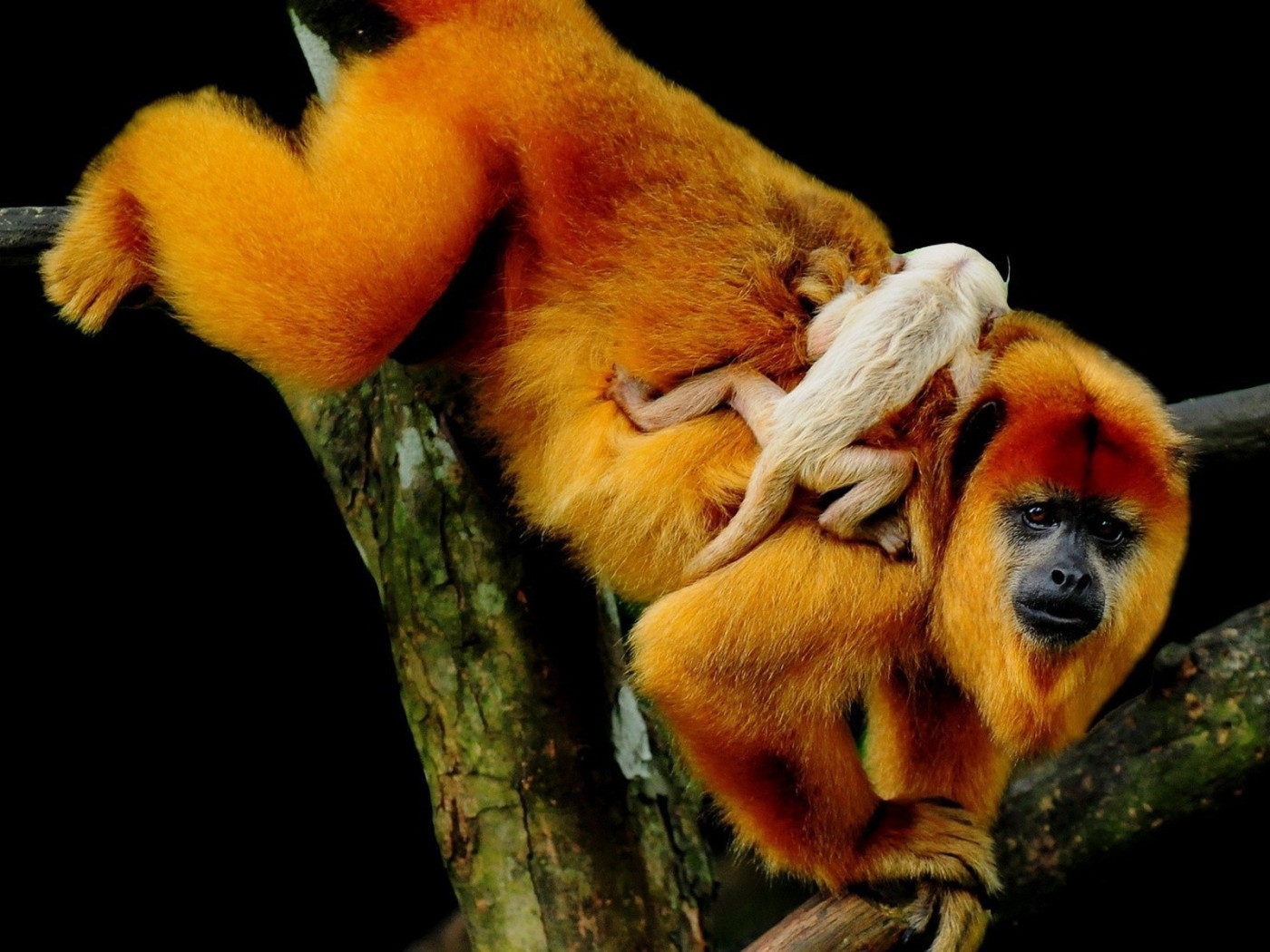 Рыжая обезьяна