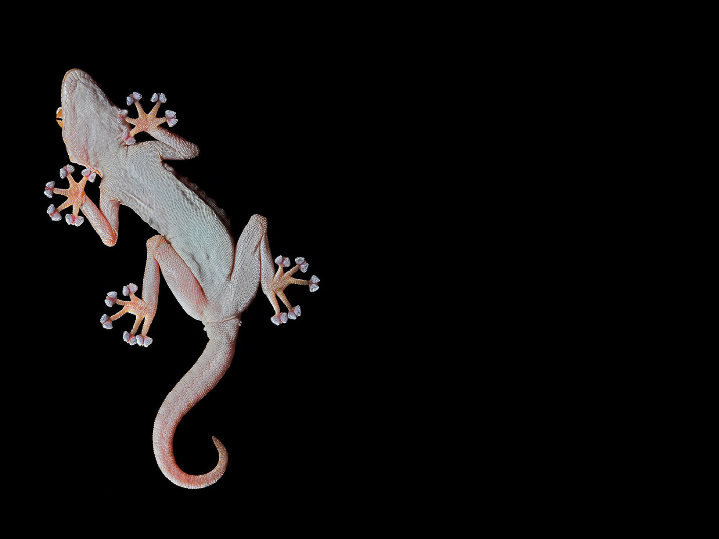 Геккон, лапы-присоски