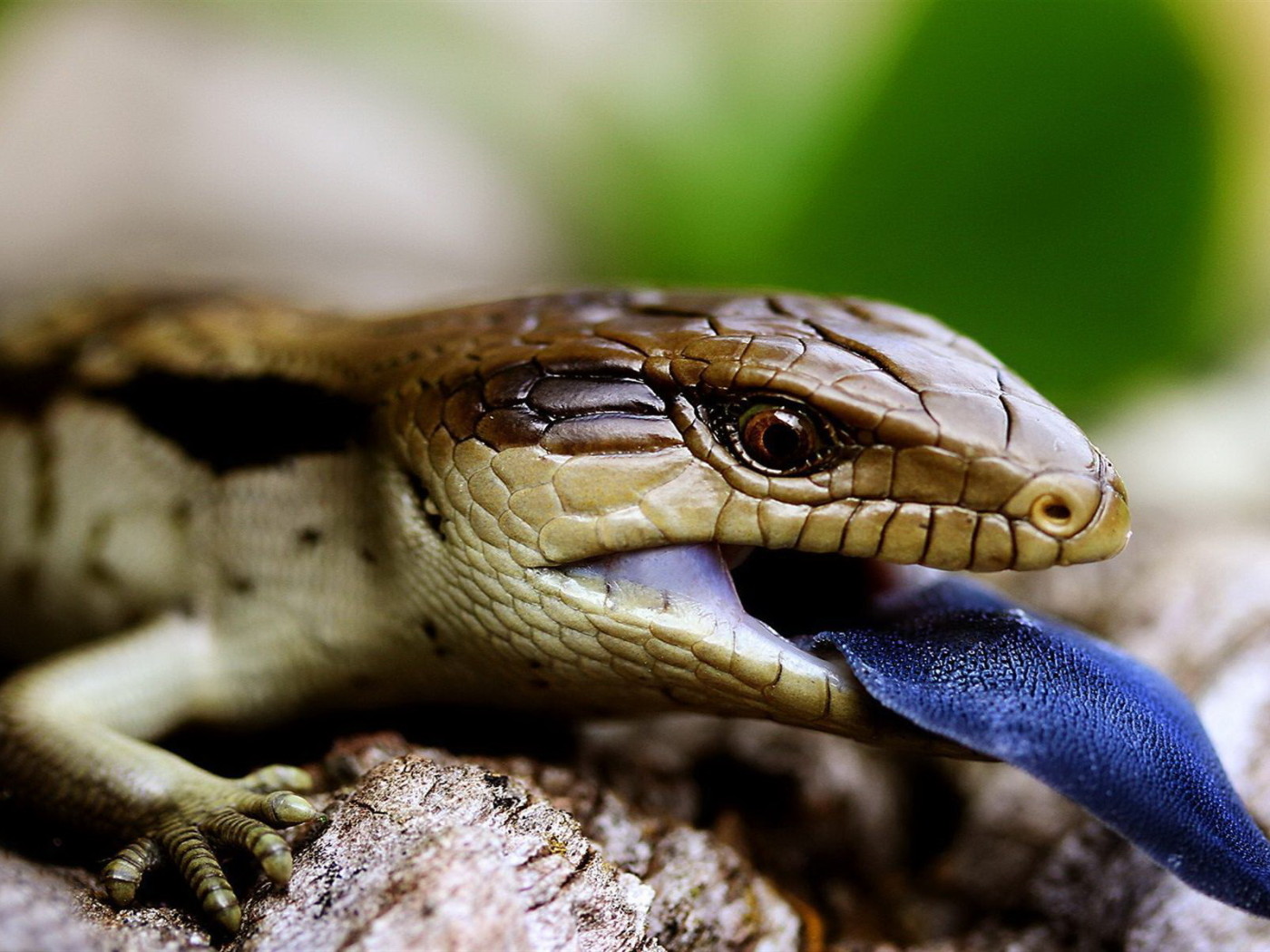 Ящерица с синим языком