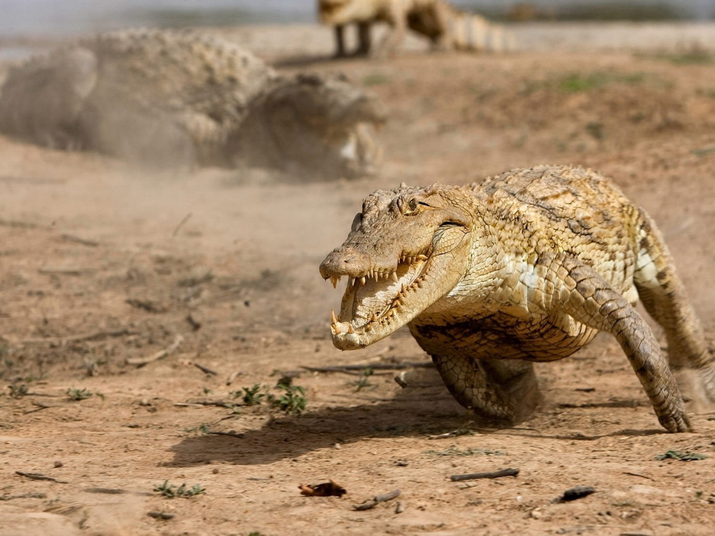 Бегущий аллигатор