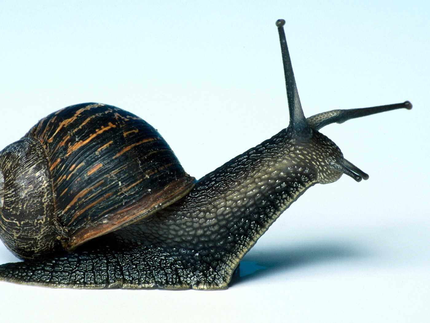 Улитка крупным планом