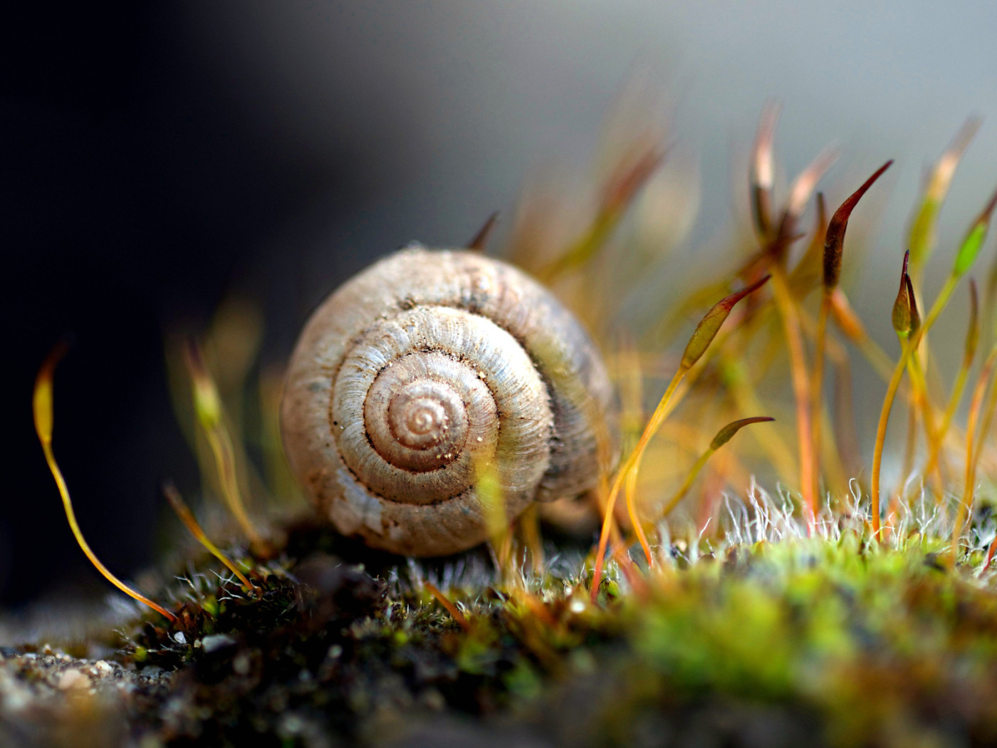 Улитка в траве