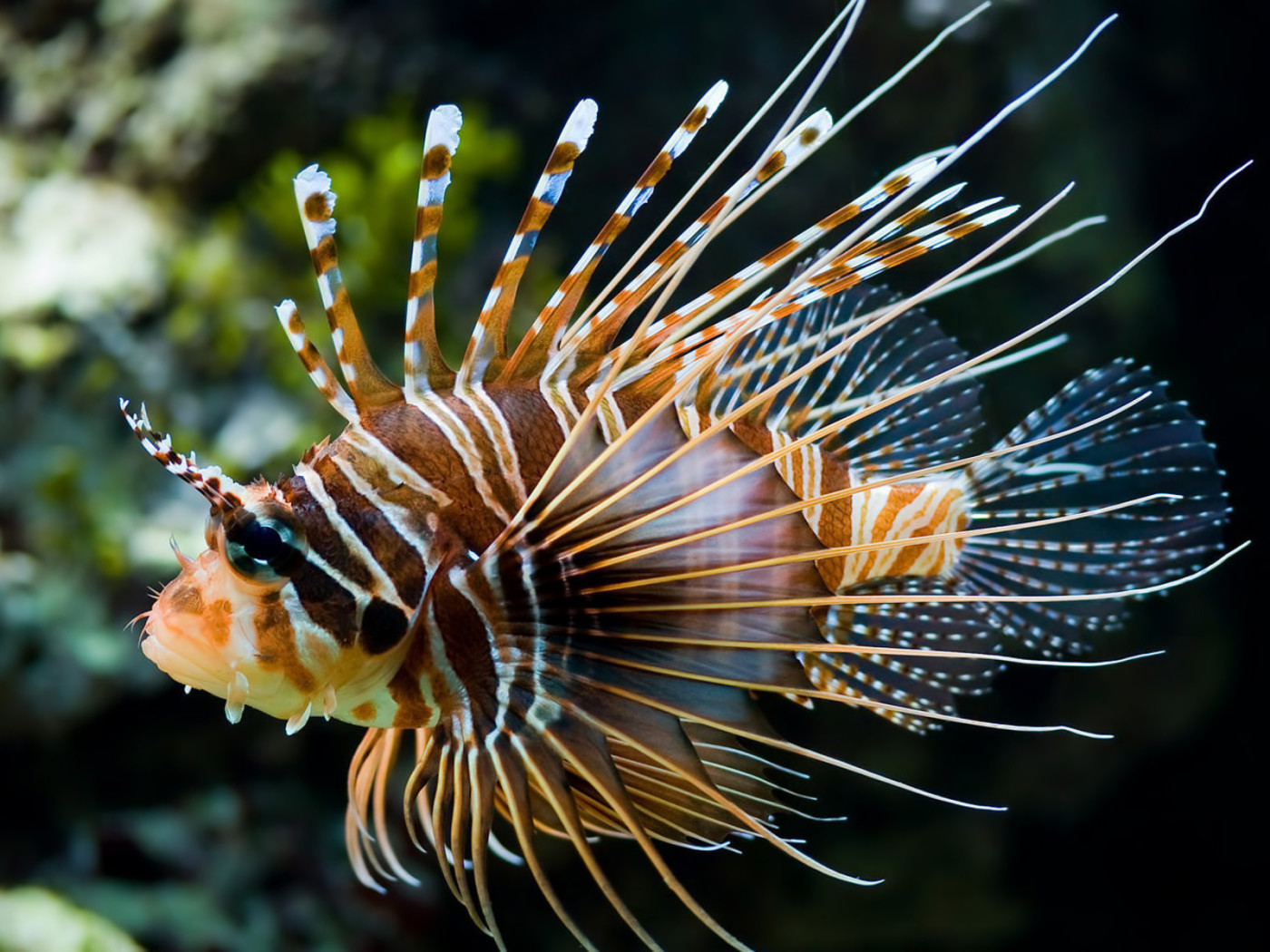 Рыба - Зебра