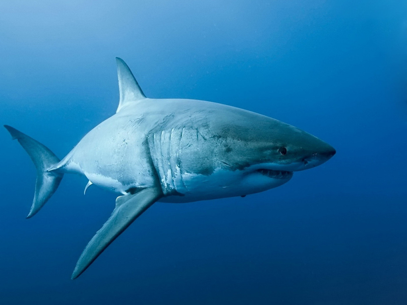 Акула на охоте