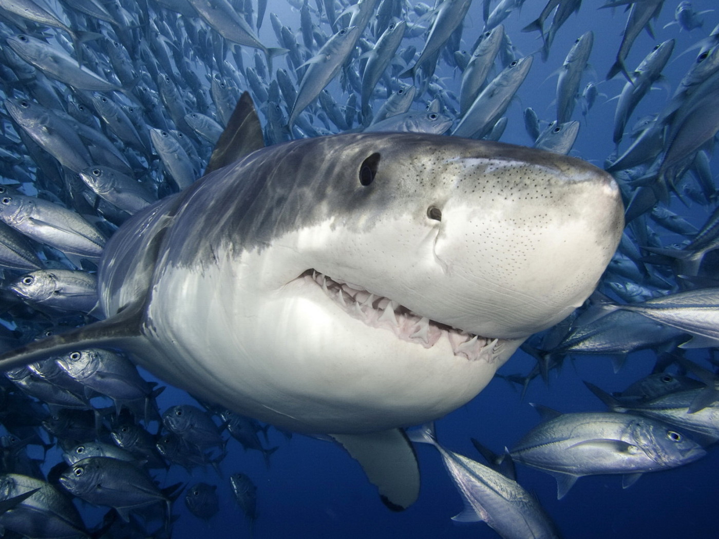 Белая Акула