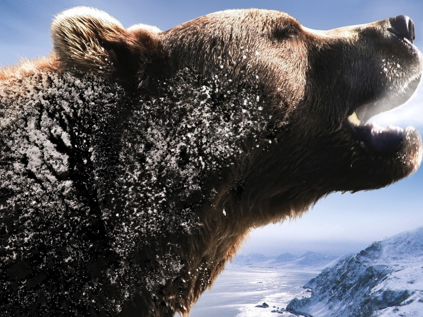 Рычащий медведь