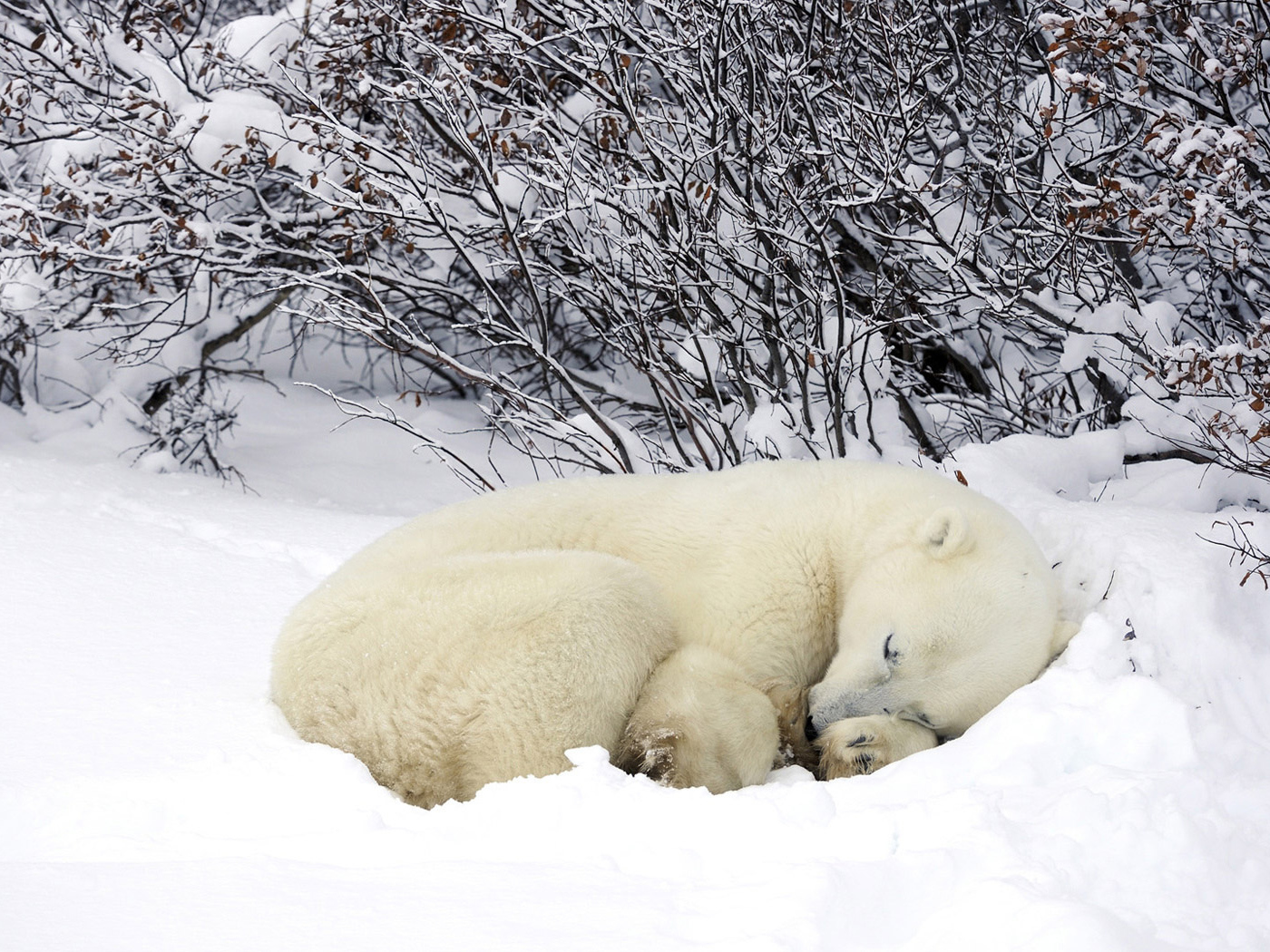 Мишка в снегу