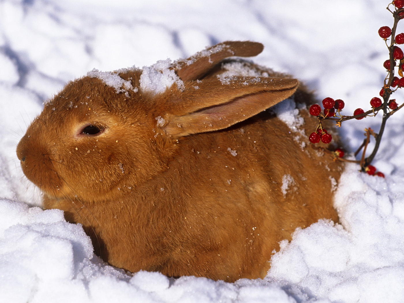 Зайчик в снегу