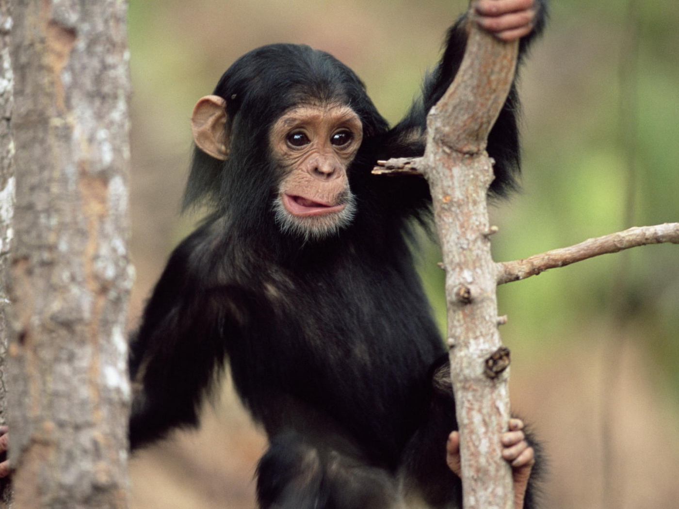 Обезьянка на дереве