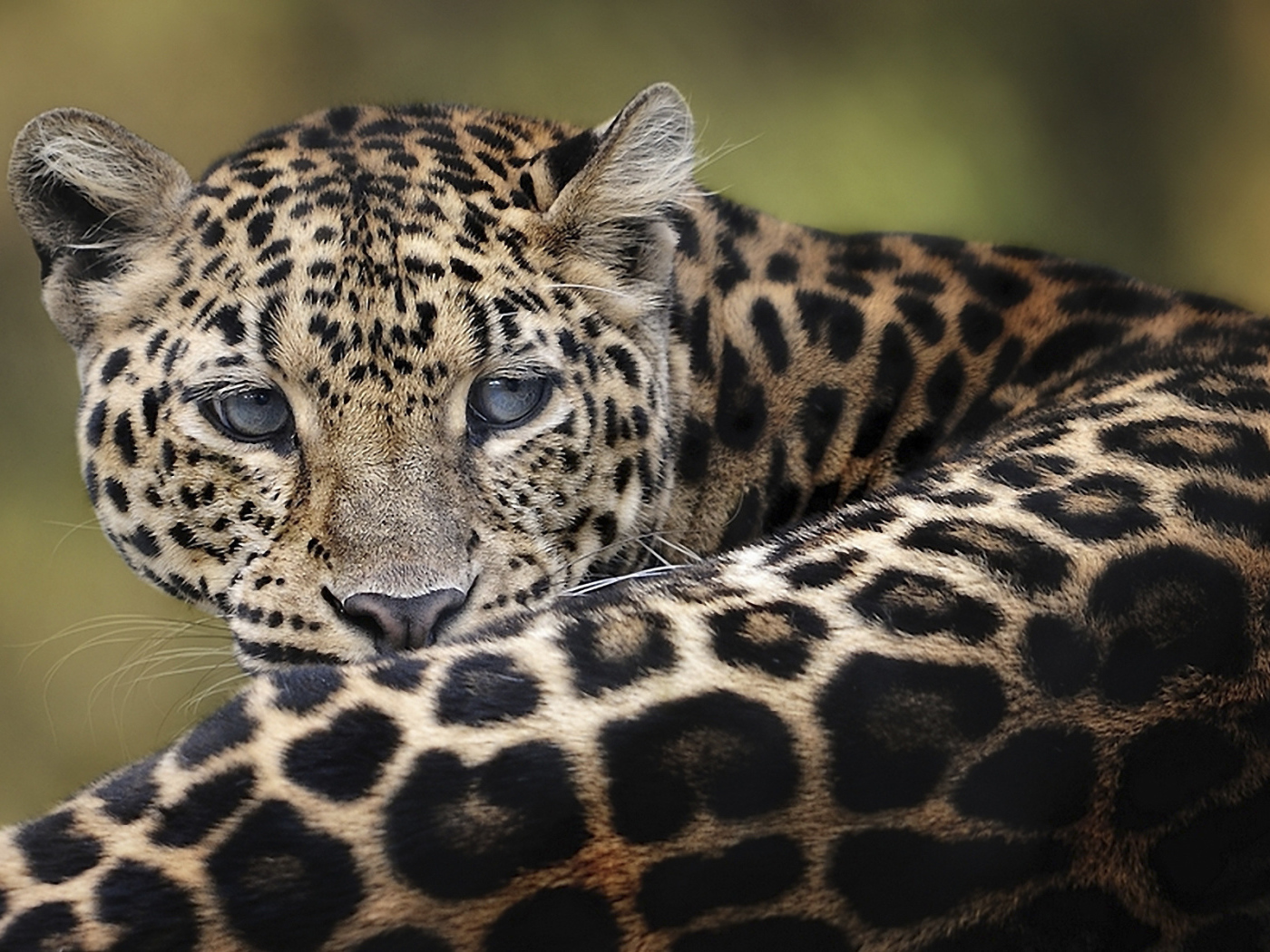 Дымчатый леопард