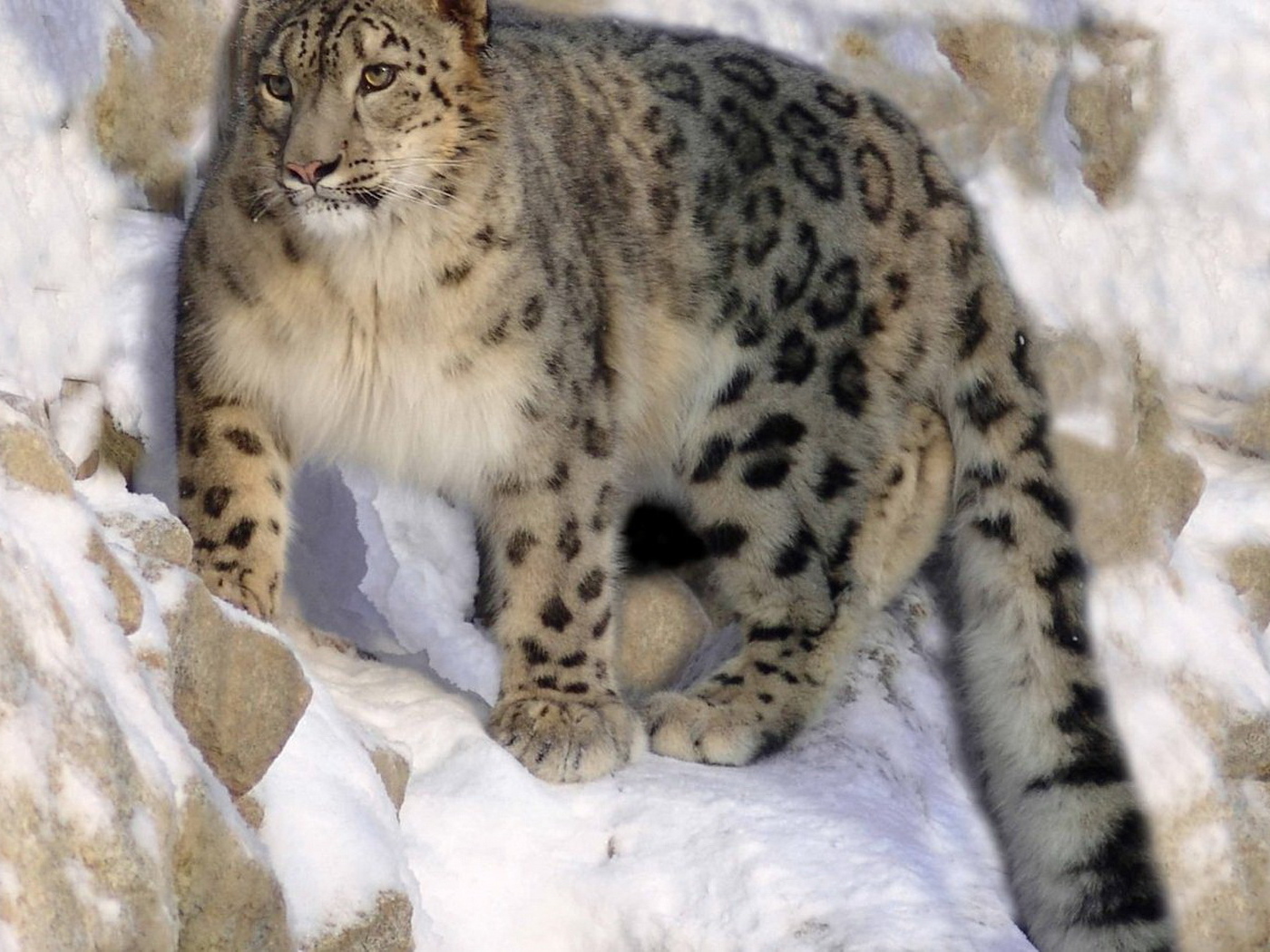 Ирбис на скале