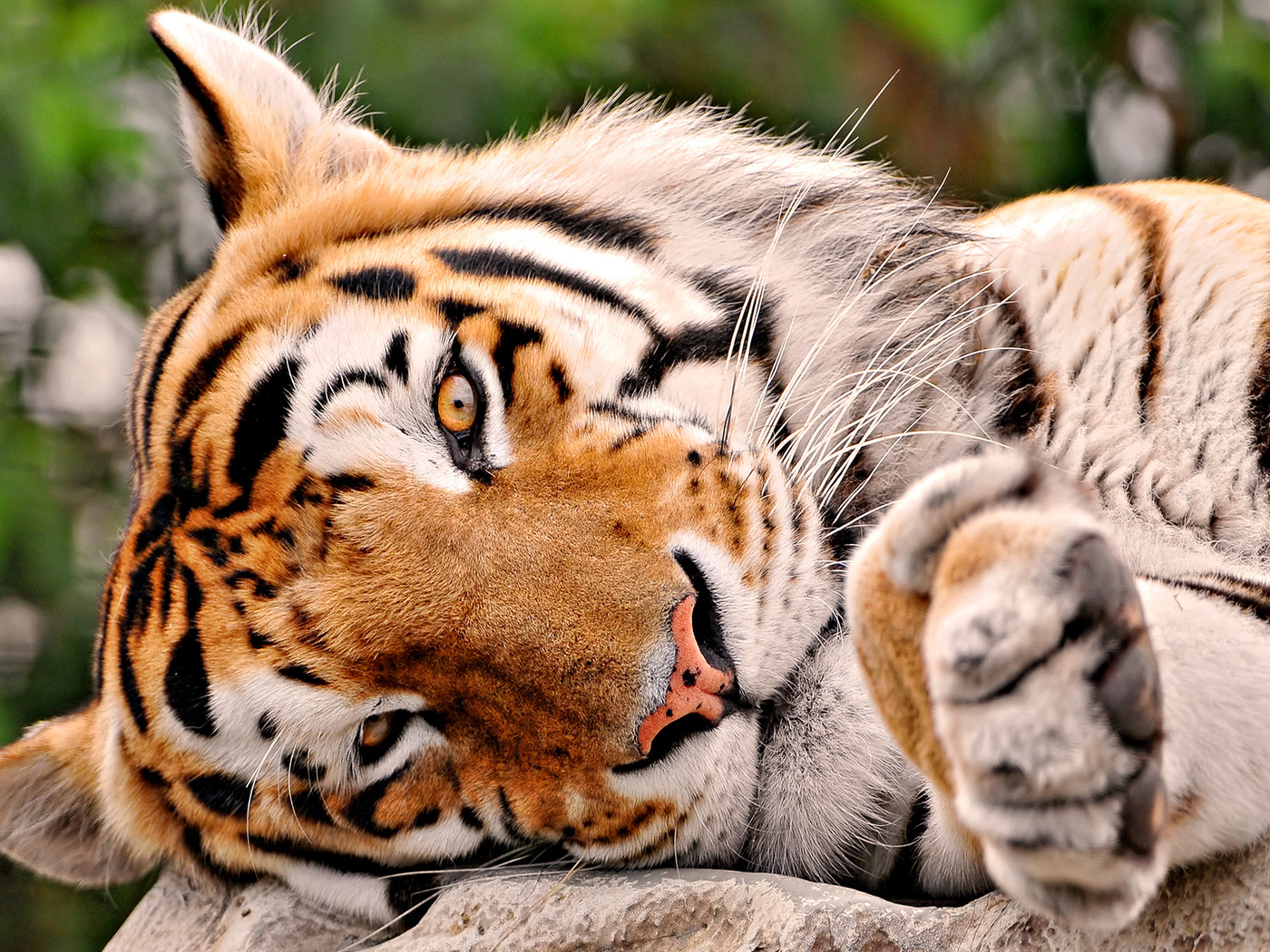 Тигриная мордашка