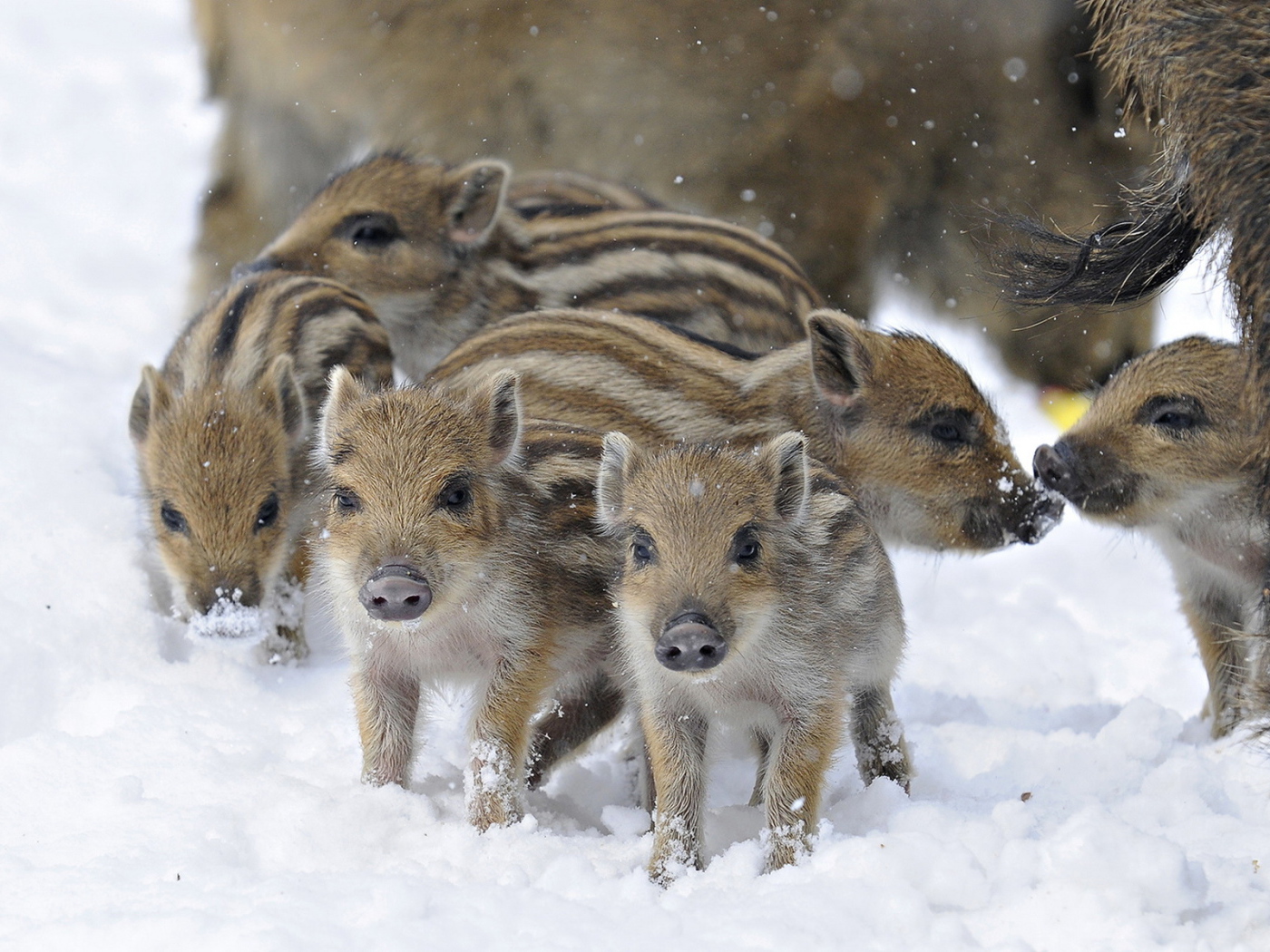 Дикие поросята