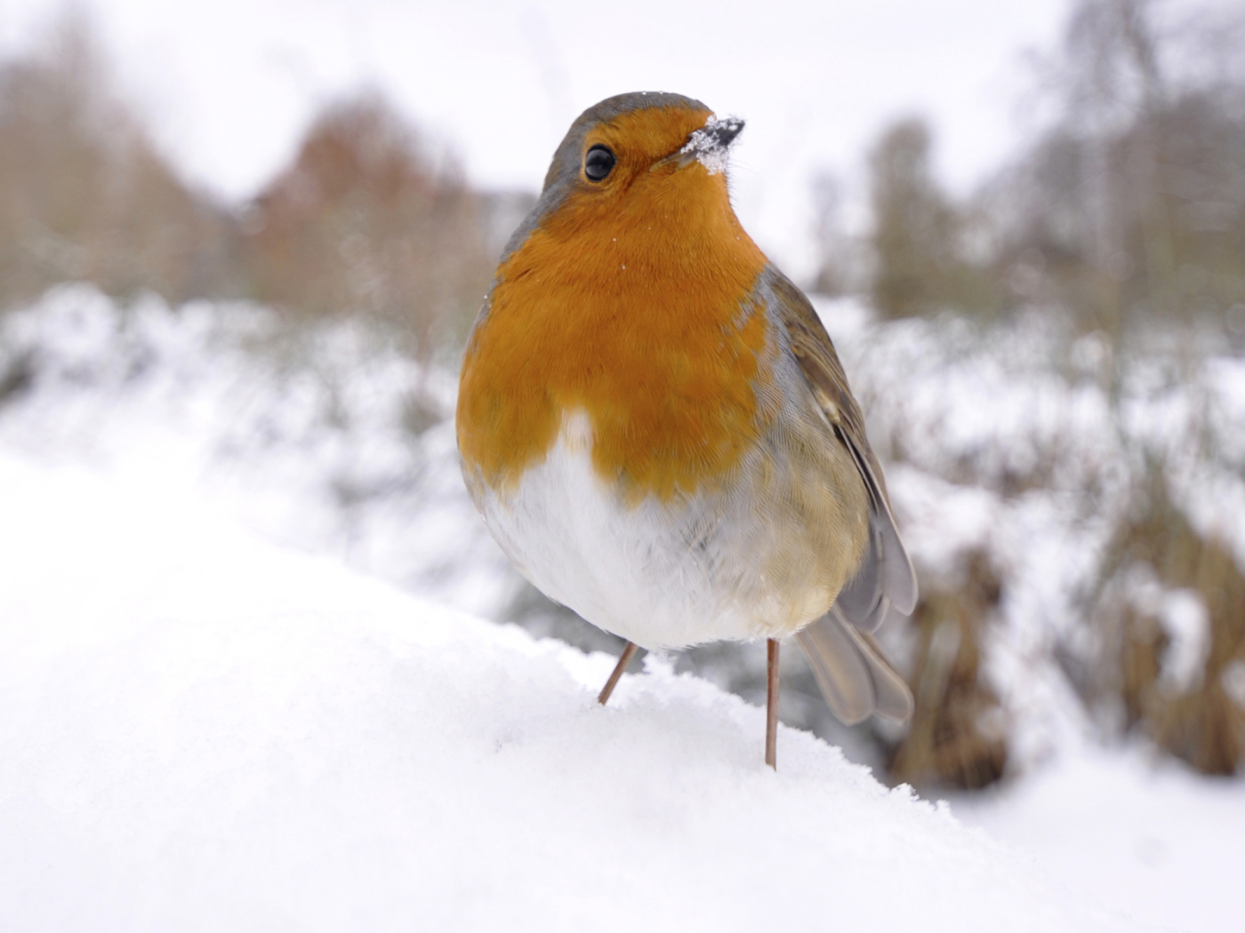 Птичка на снегу