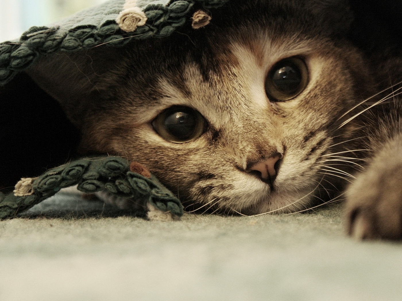 Спрятавшаяся кошка