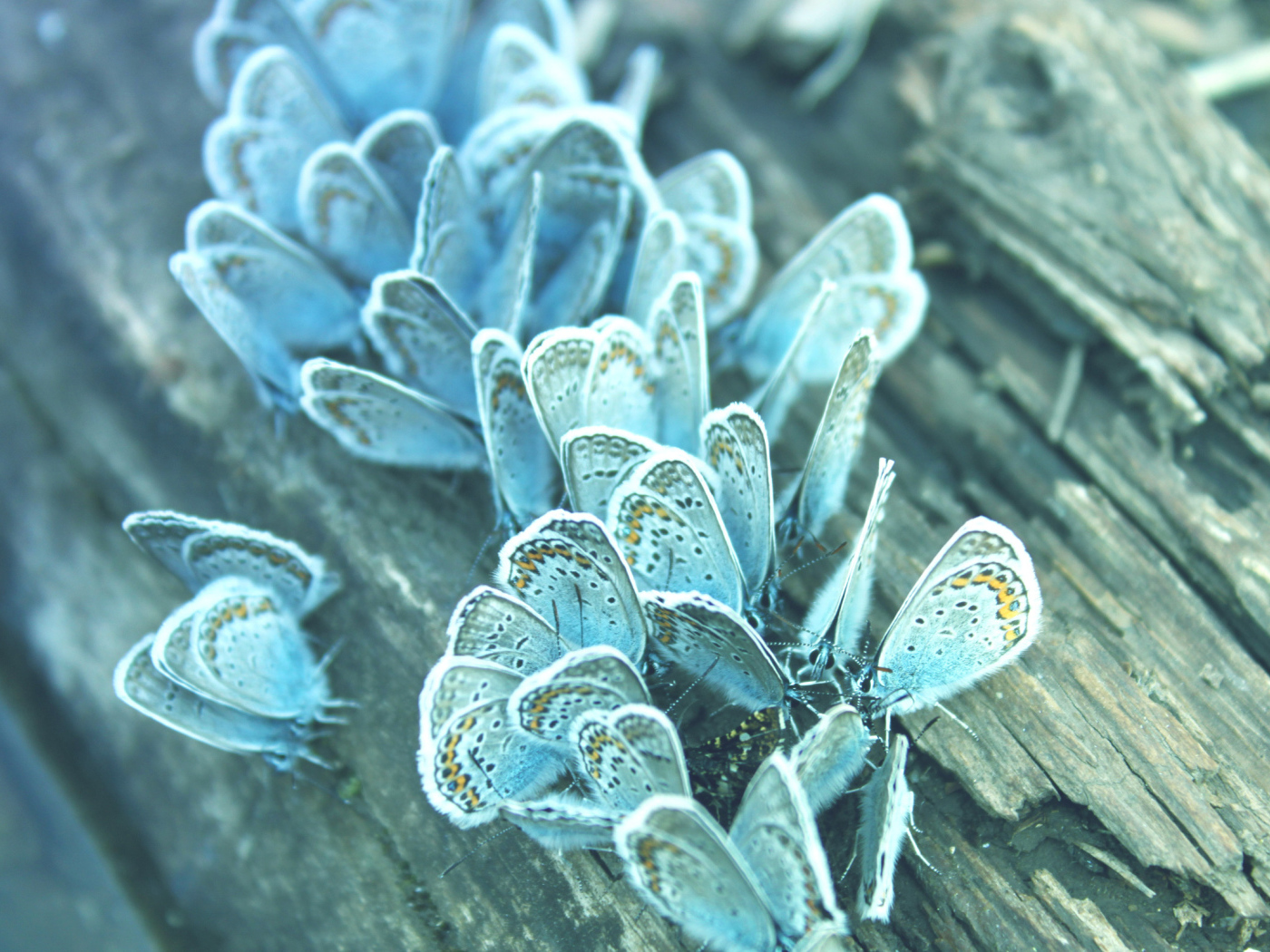 Бабочки на дереве