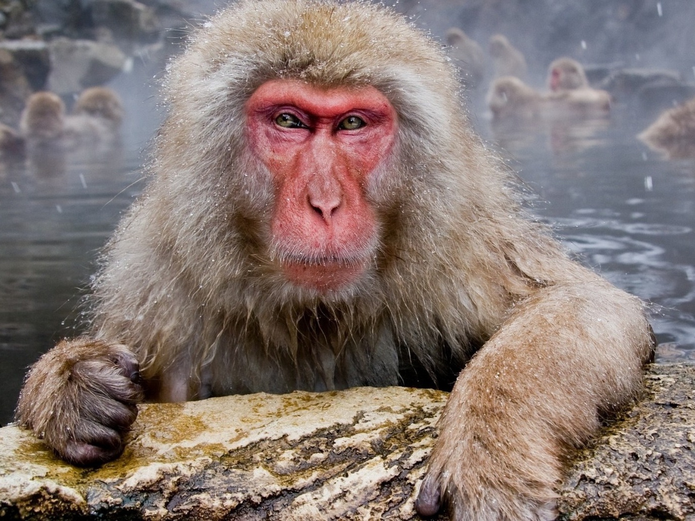 Обезьяны в гейзере