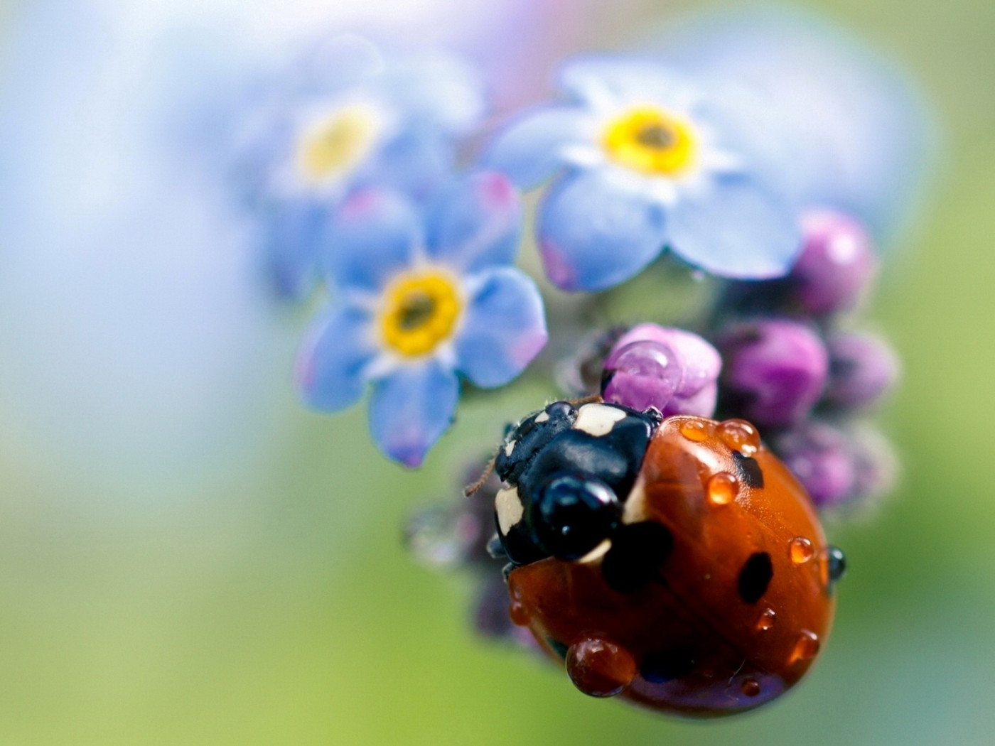 Божья коровка на цветах