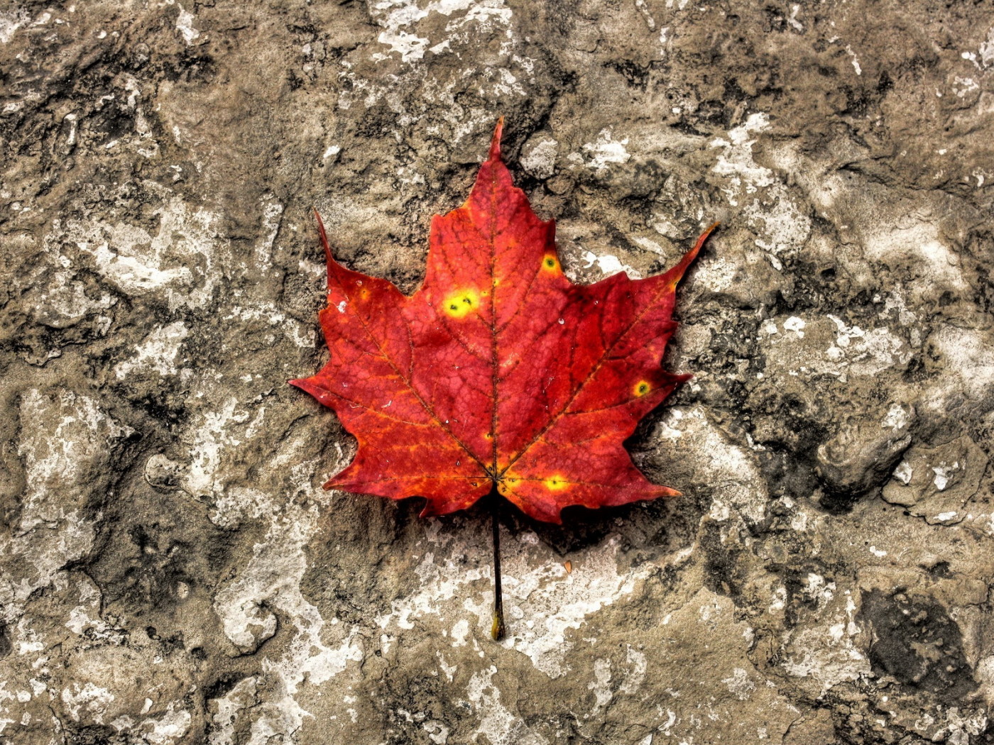 Лист на камне