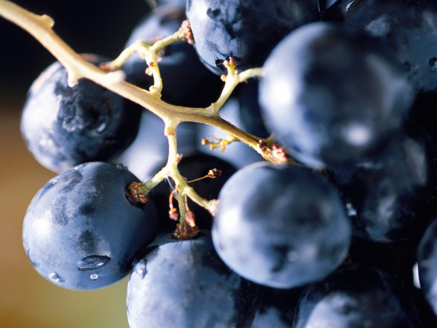 Виноградная лоза