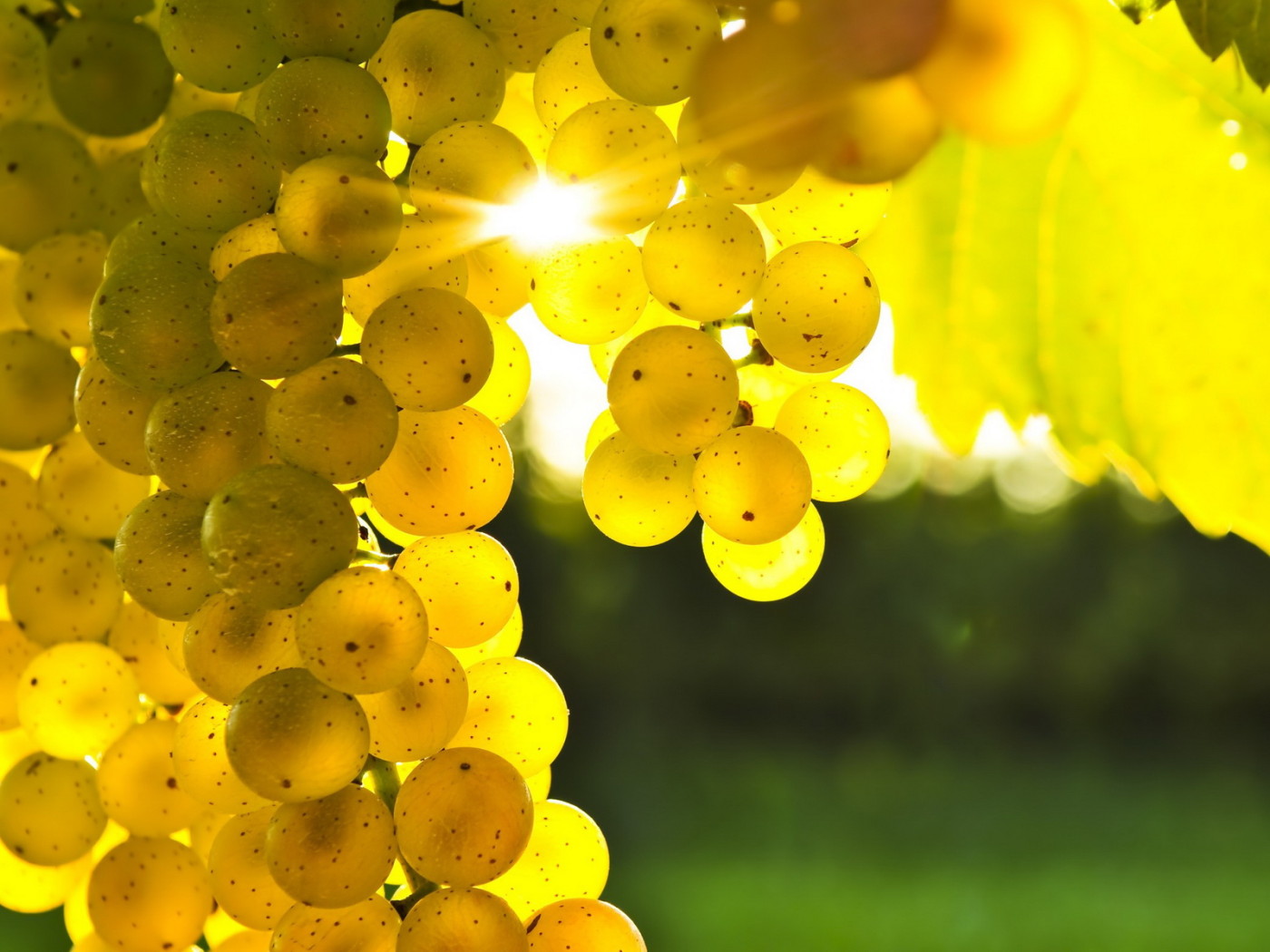 Спелый виноград