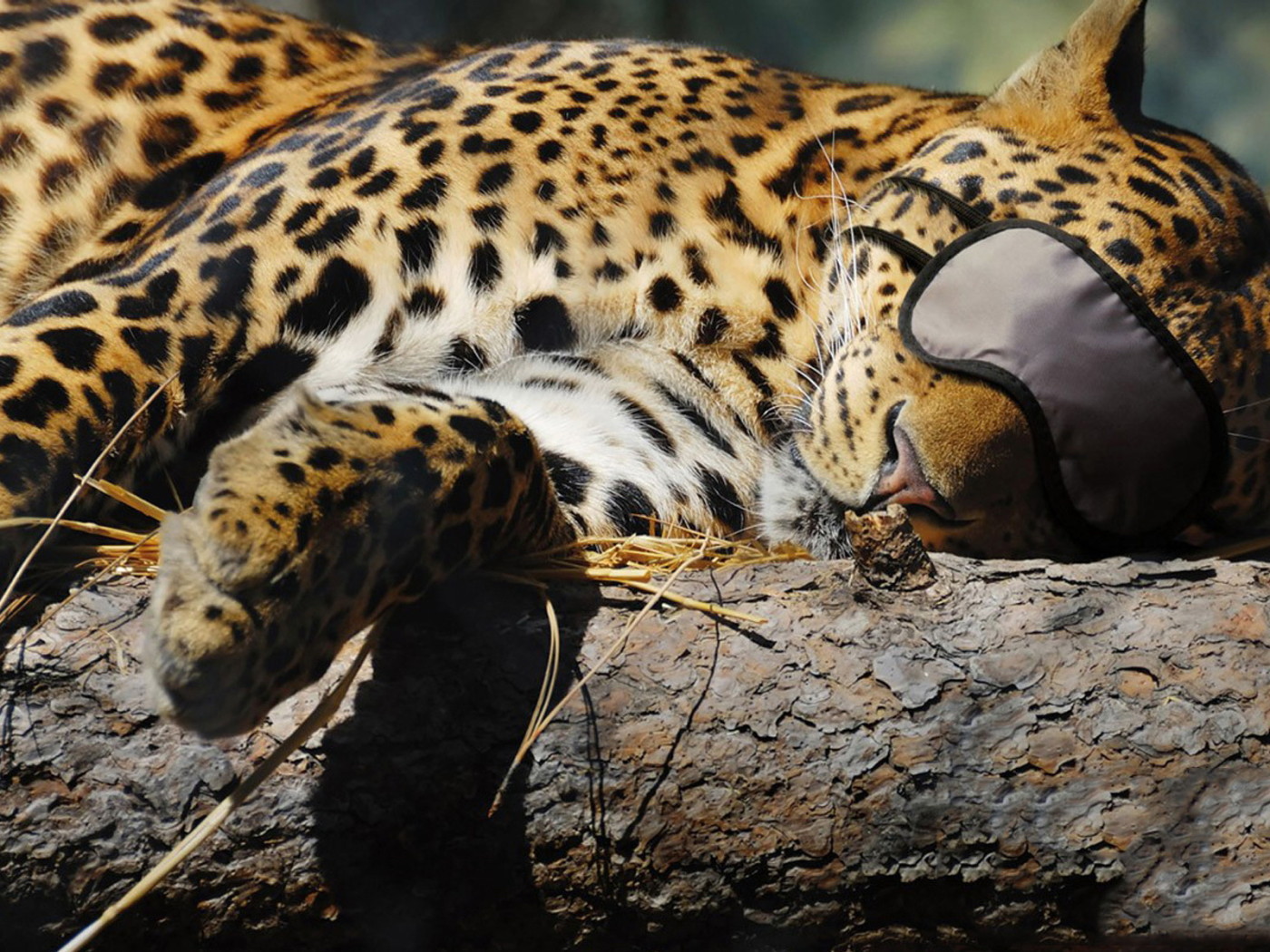 Спящая киса