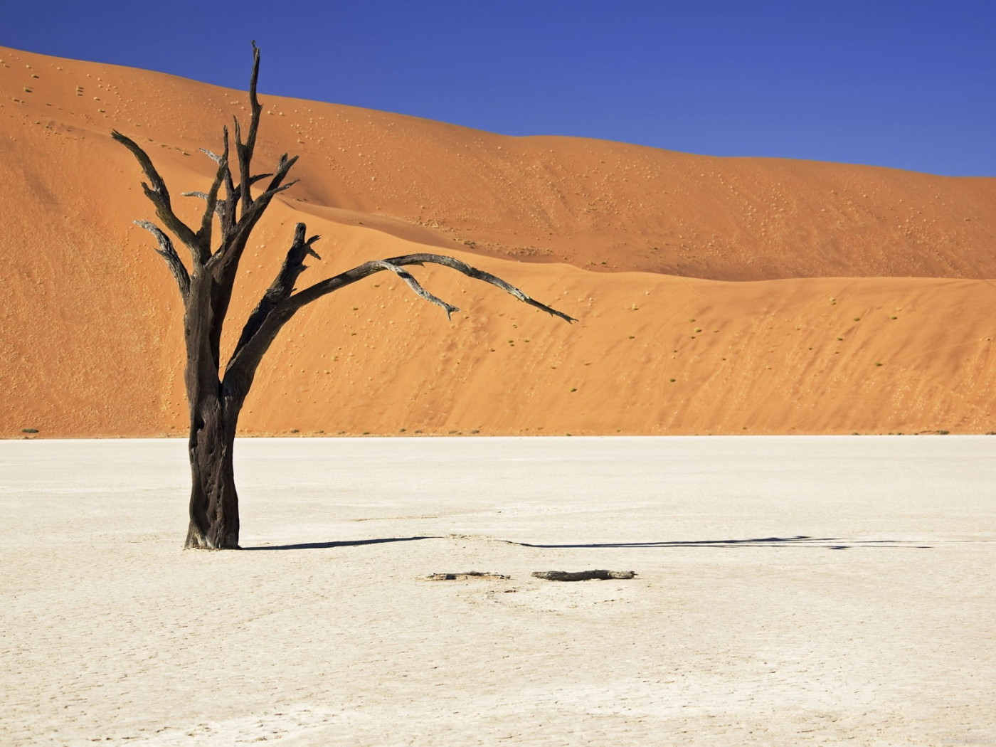 Засохшее дерево