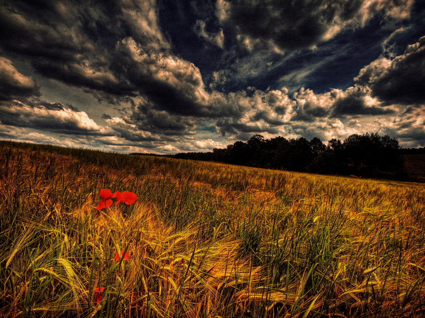 Злаки и маки