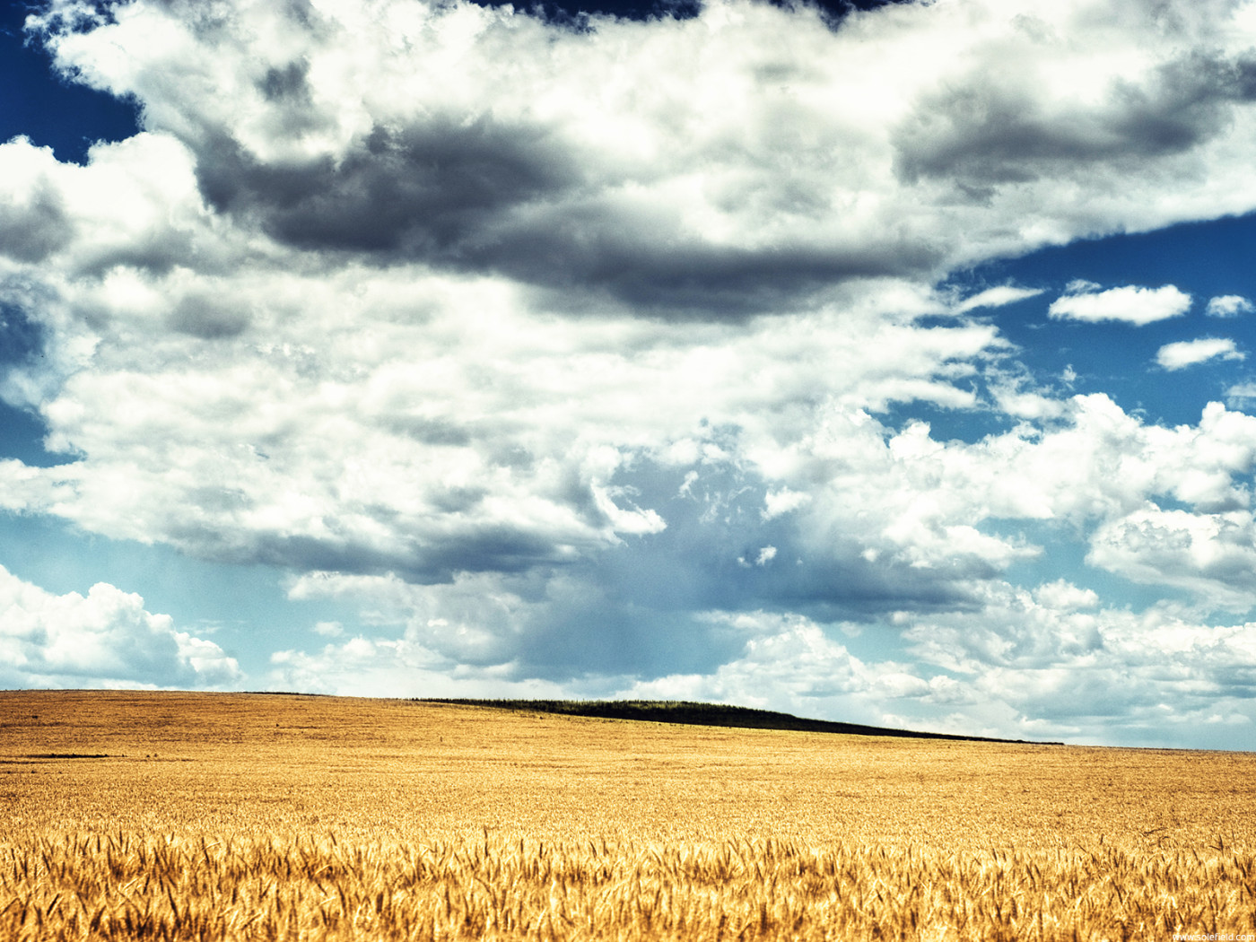 Пшеничное поле