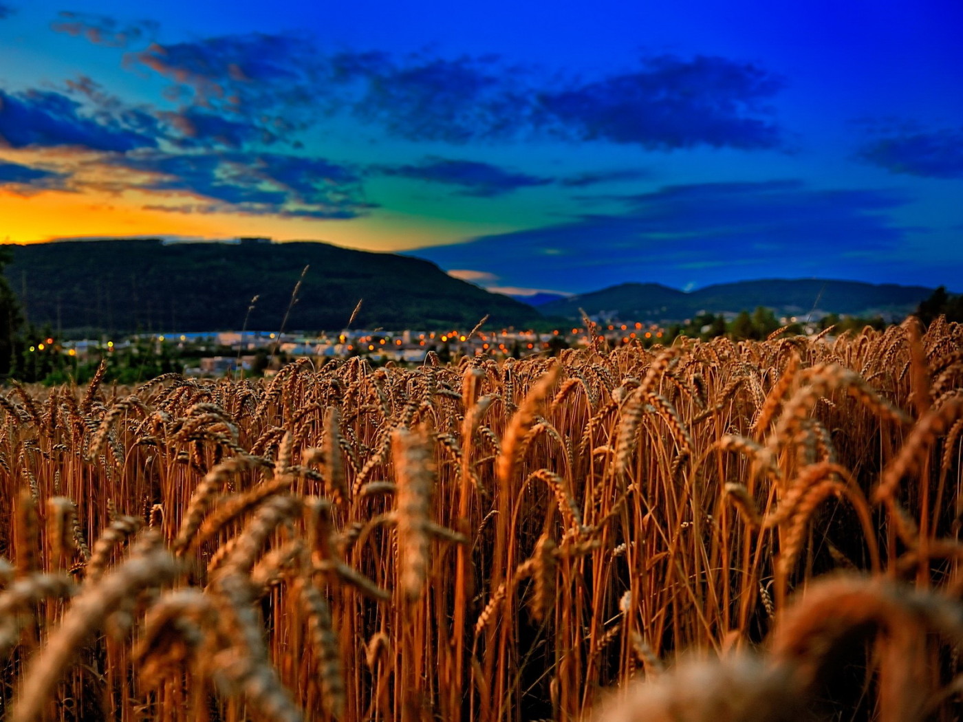 Пшеничное поле