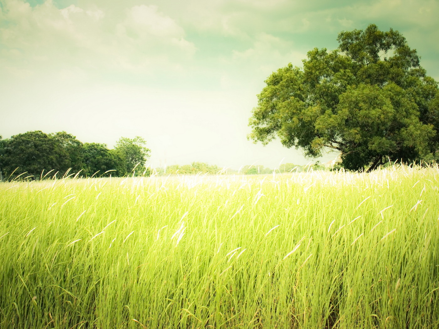 Зеленеющее поле