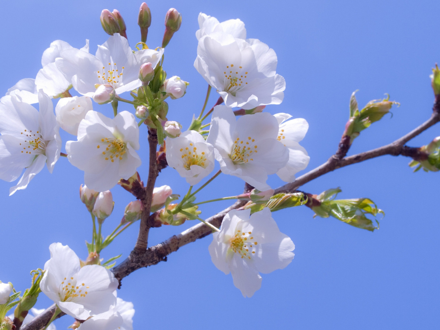 Яблоневый цвет