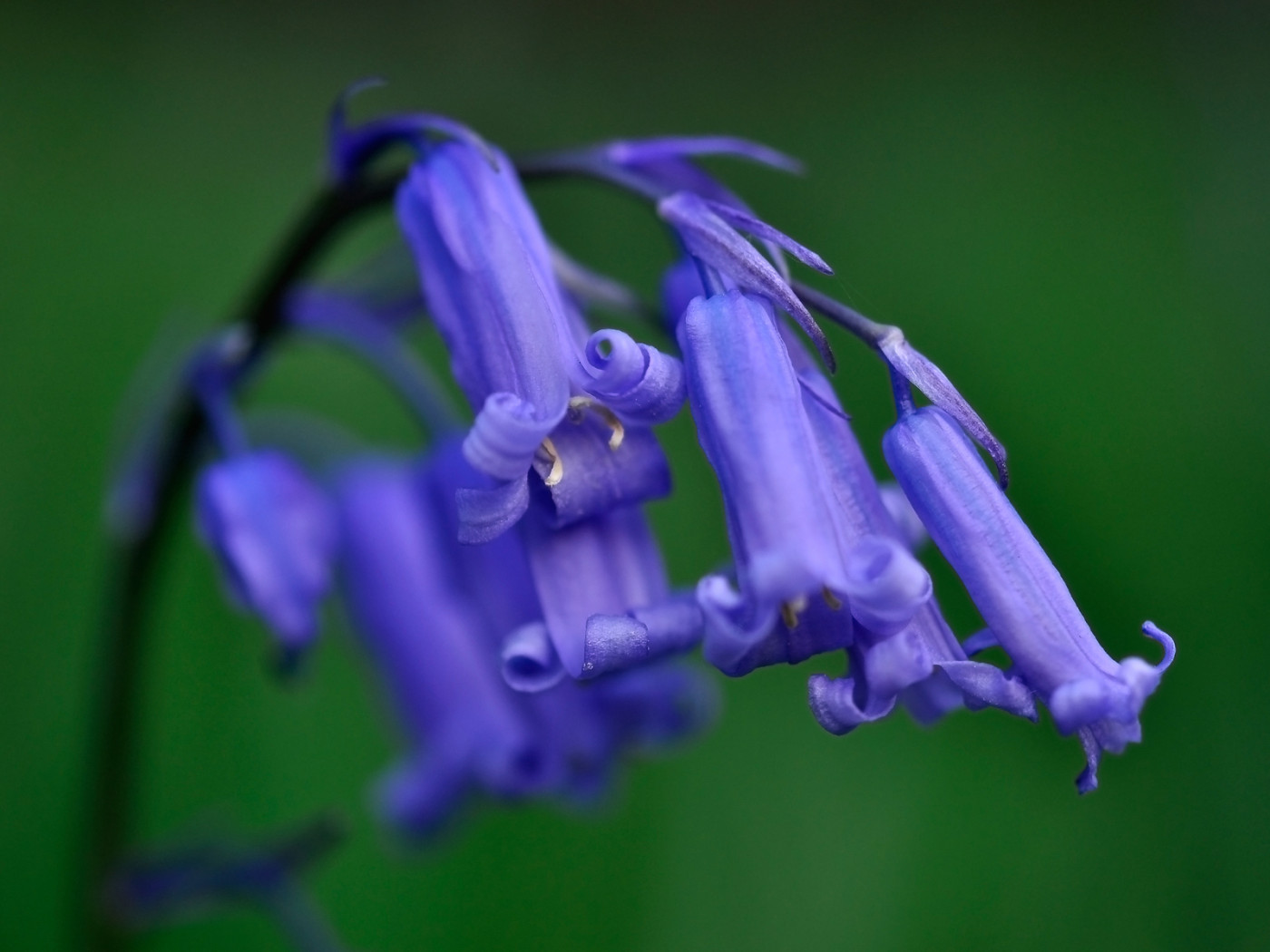 Колокольчики