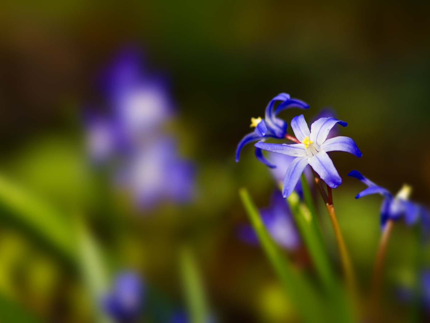 Синии цветочки