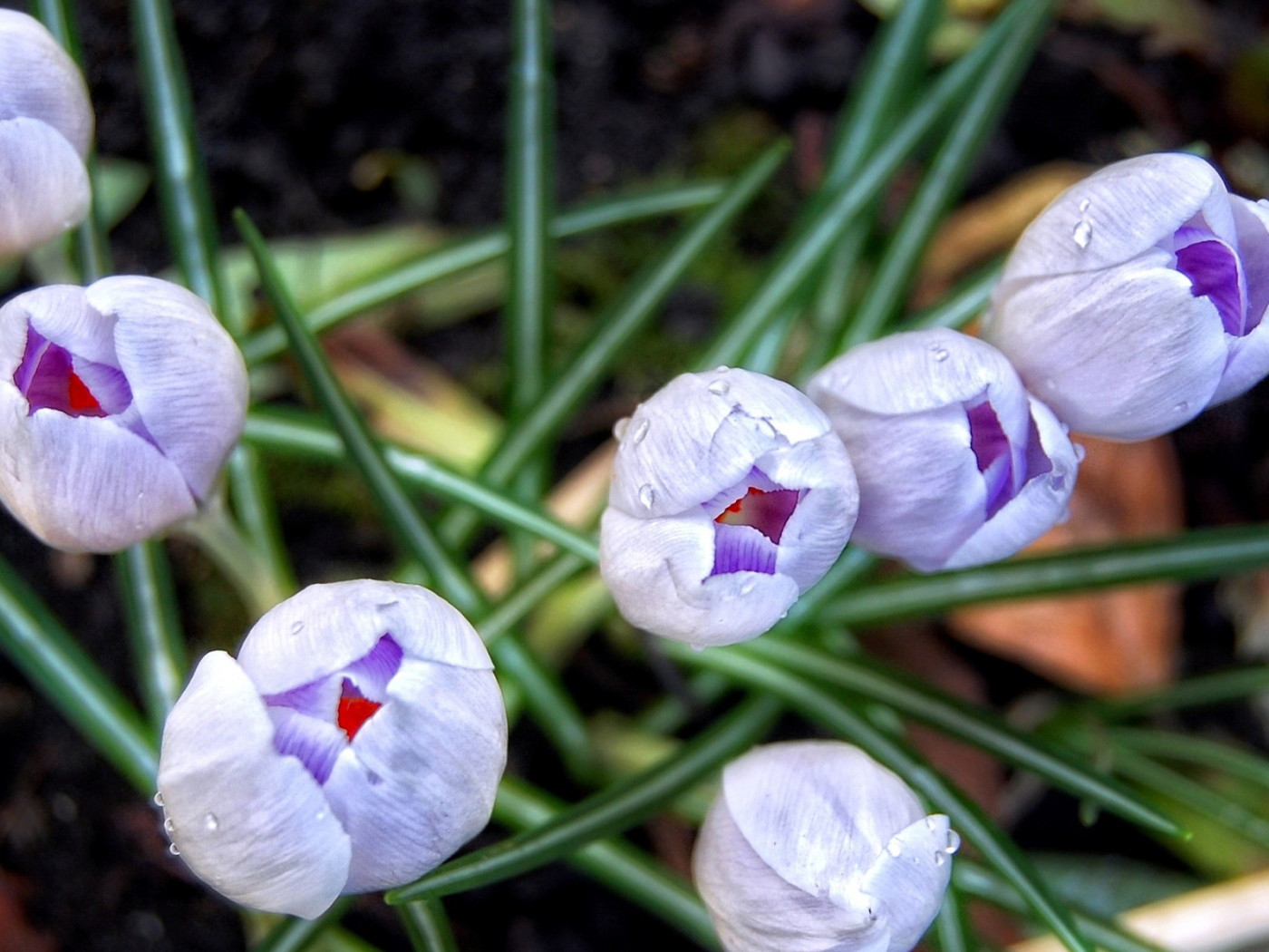 Бутоны шафрана