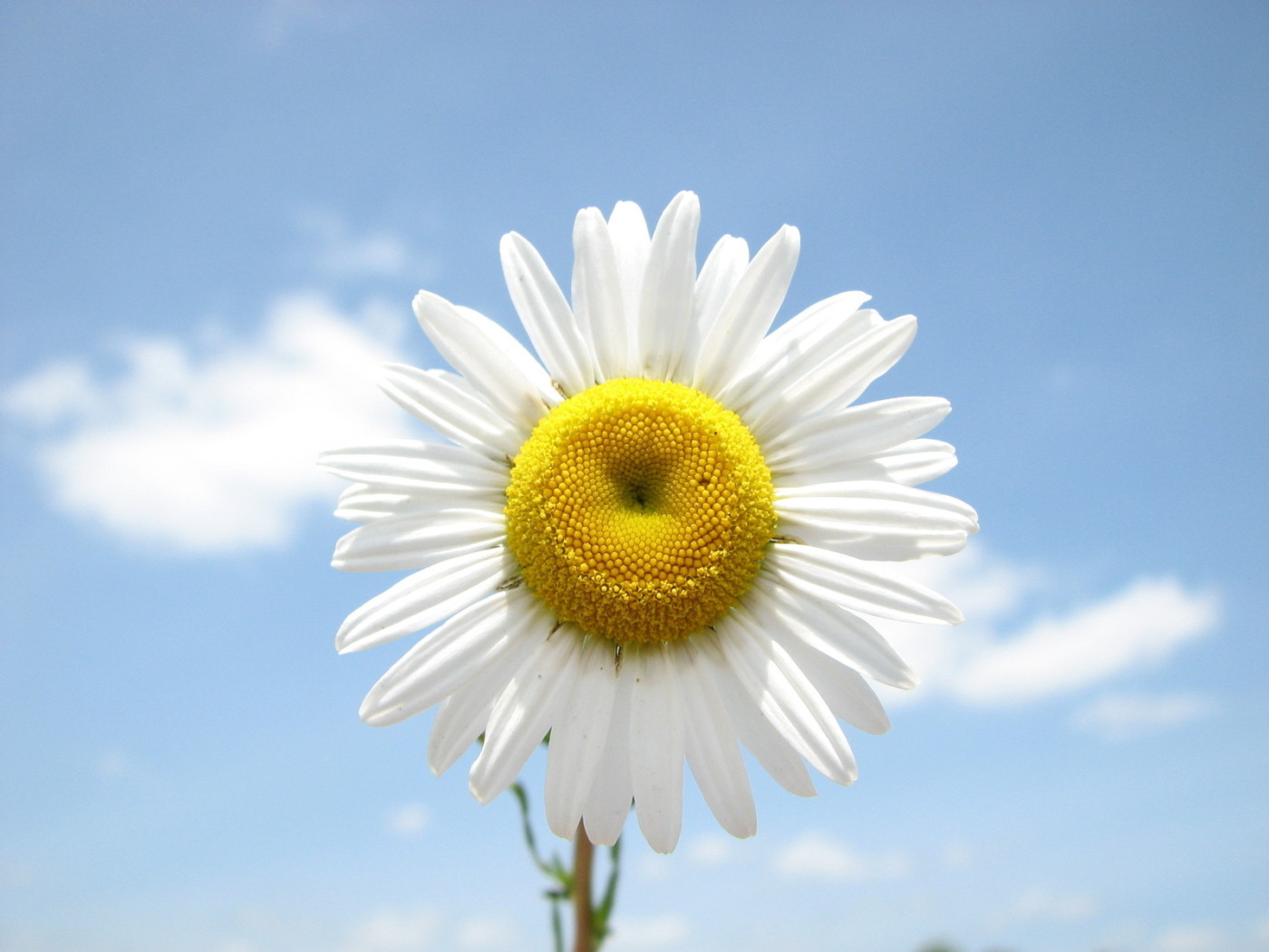 Веселая ромашка