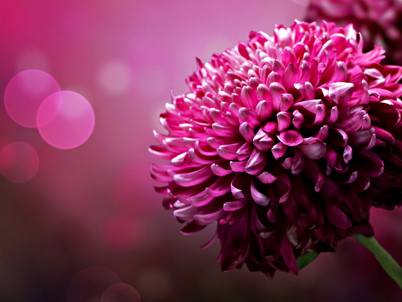 Хризантема