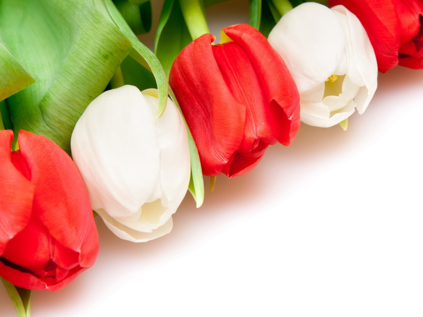 Разноцветные тюльпаны