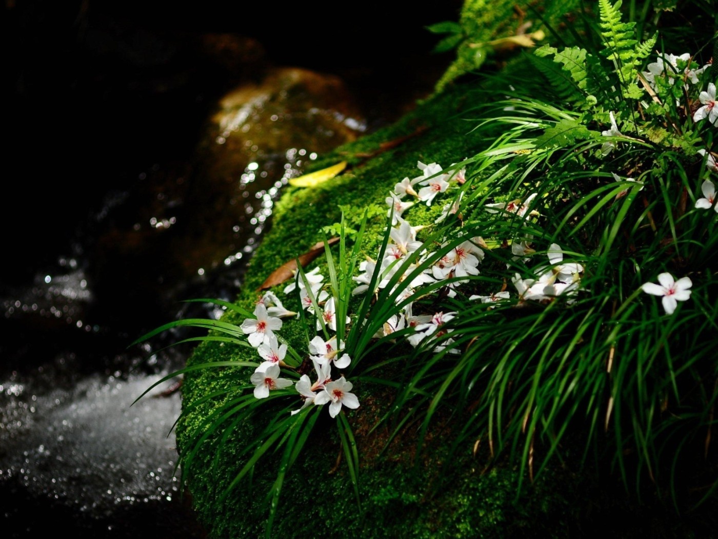 Цветочки у ручья