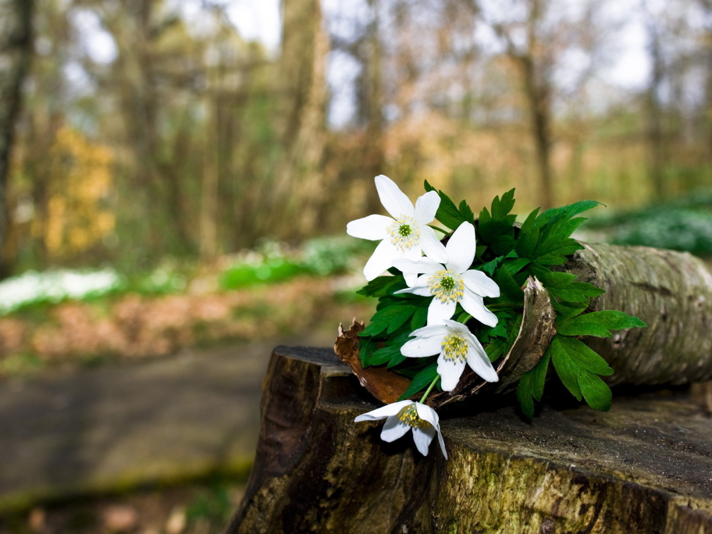 Цветочки на пьне