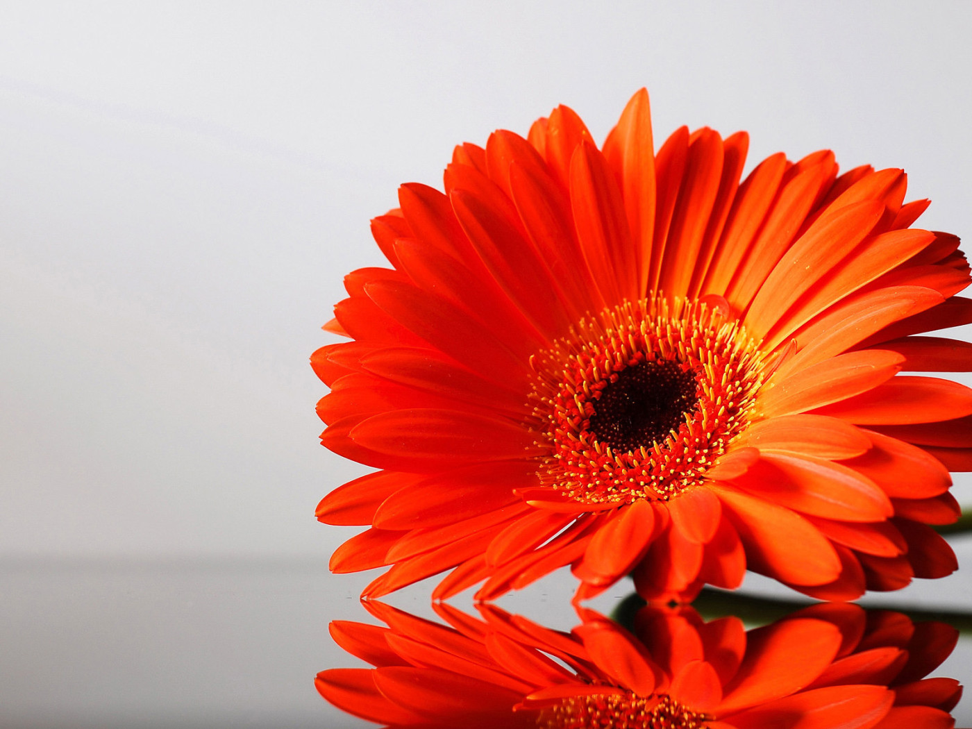 цветок Гербера