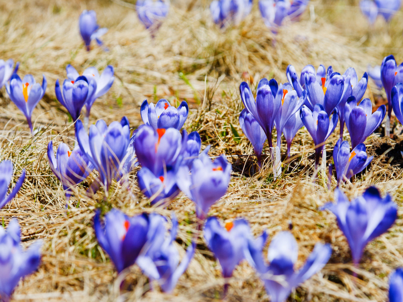 Поляна крокусов