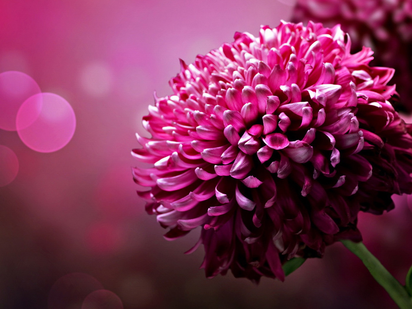 Большой цветок