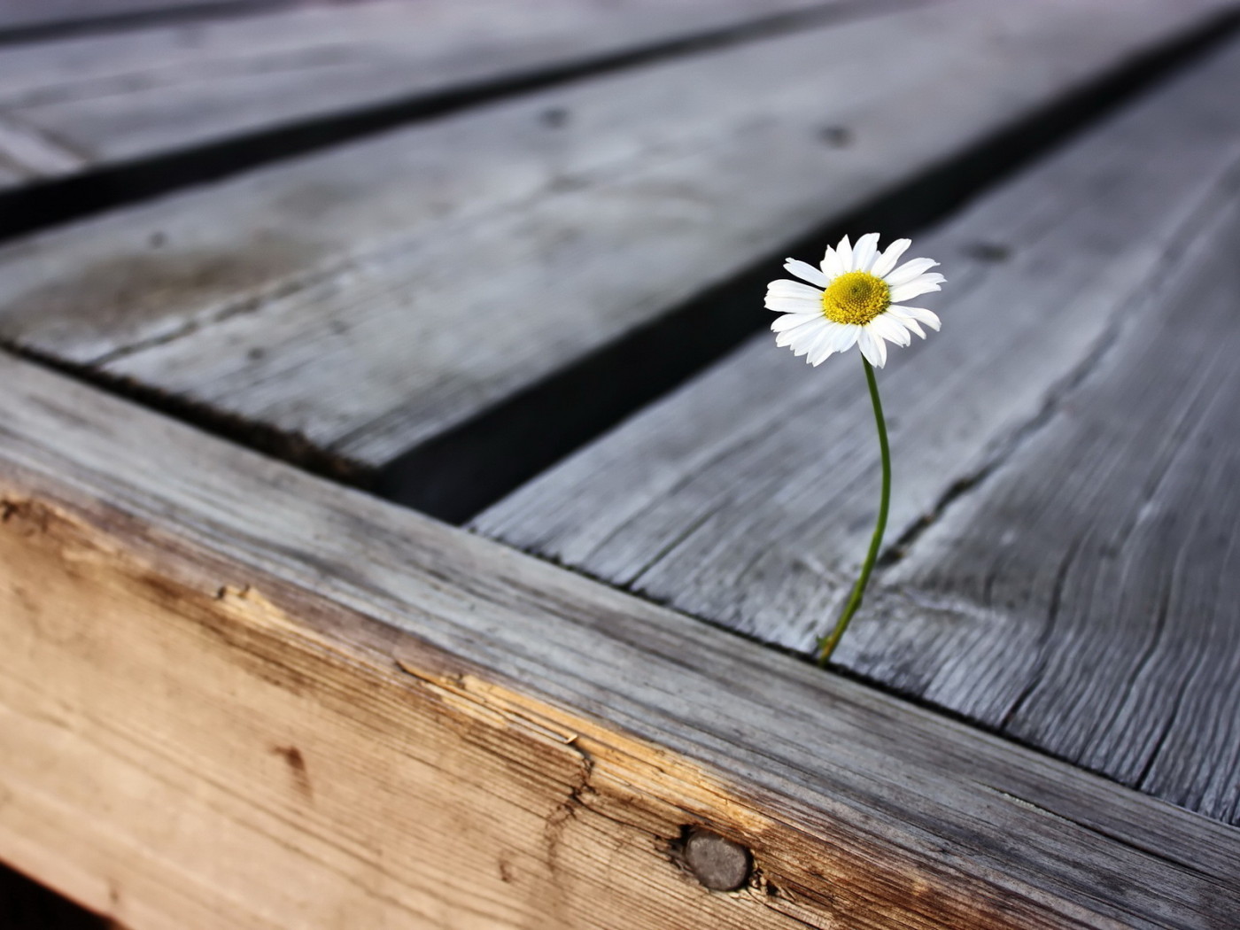 Одинокая ромашка