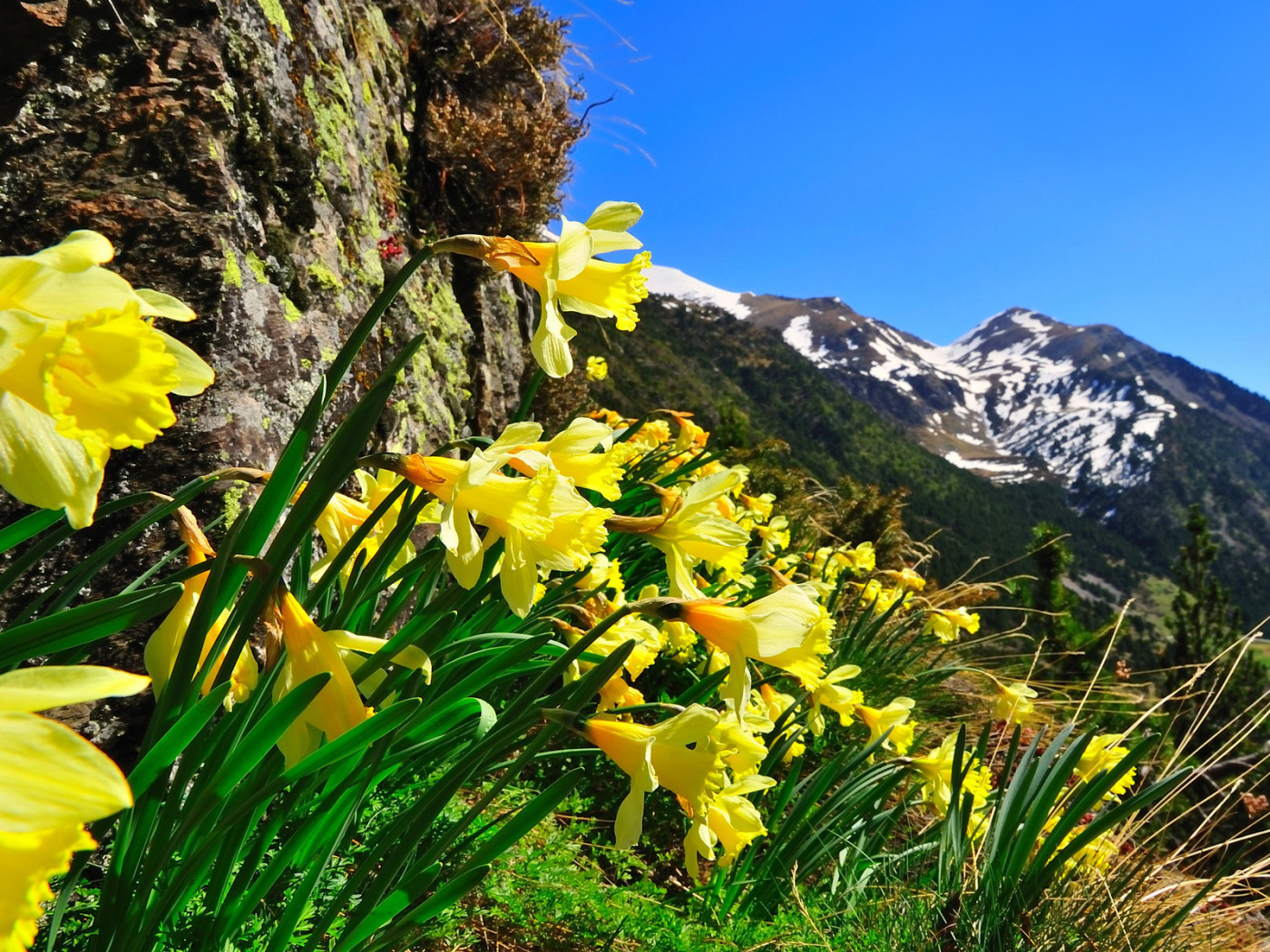 Нарцисы в горах